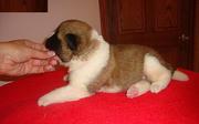 cute akita puppy for free adoption