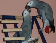 African Grey (Pair,  male and female)