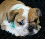 Beautiful,  perfect English Bulldog - Puppies - 280 €