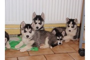 Lovely Blue Eyes Siberian Husky Puppies Available